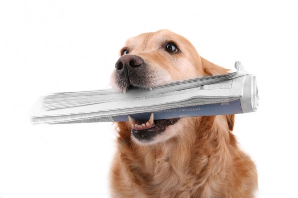 Тоньше, чем у Galaxy S24: iPhone 16 Pro получит самые тонкие рамки вокруг дисплея